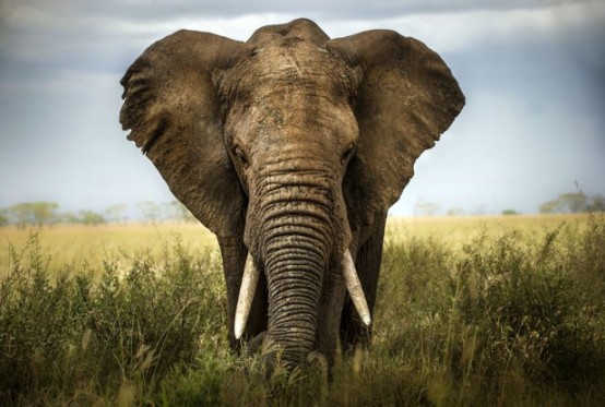 Elephant-African_SS_110613-617x416